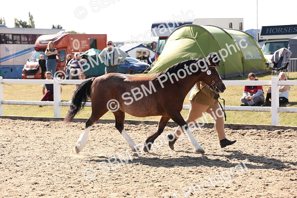 SBM_13929 - Class 205 - IH Show Pony - Show Hunter Pony