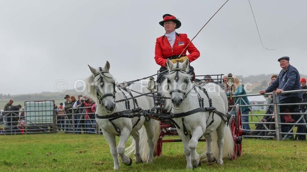 untitled-7146 - Shetland Pony Show