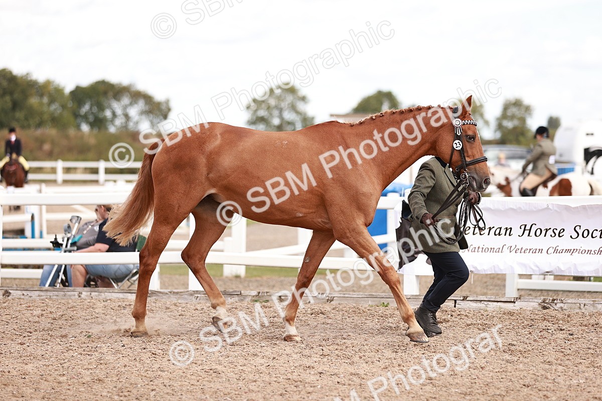 SBM_14188 - Class 407 - IH Hack Riding Horse