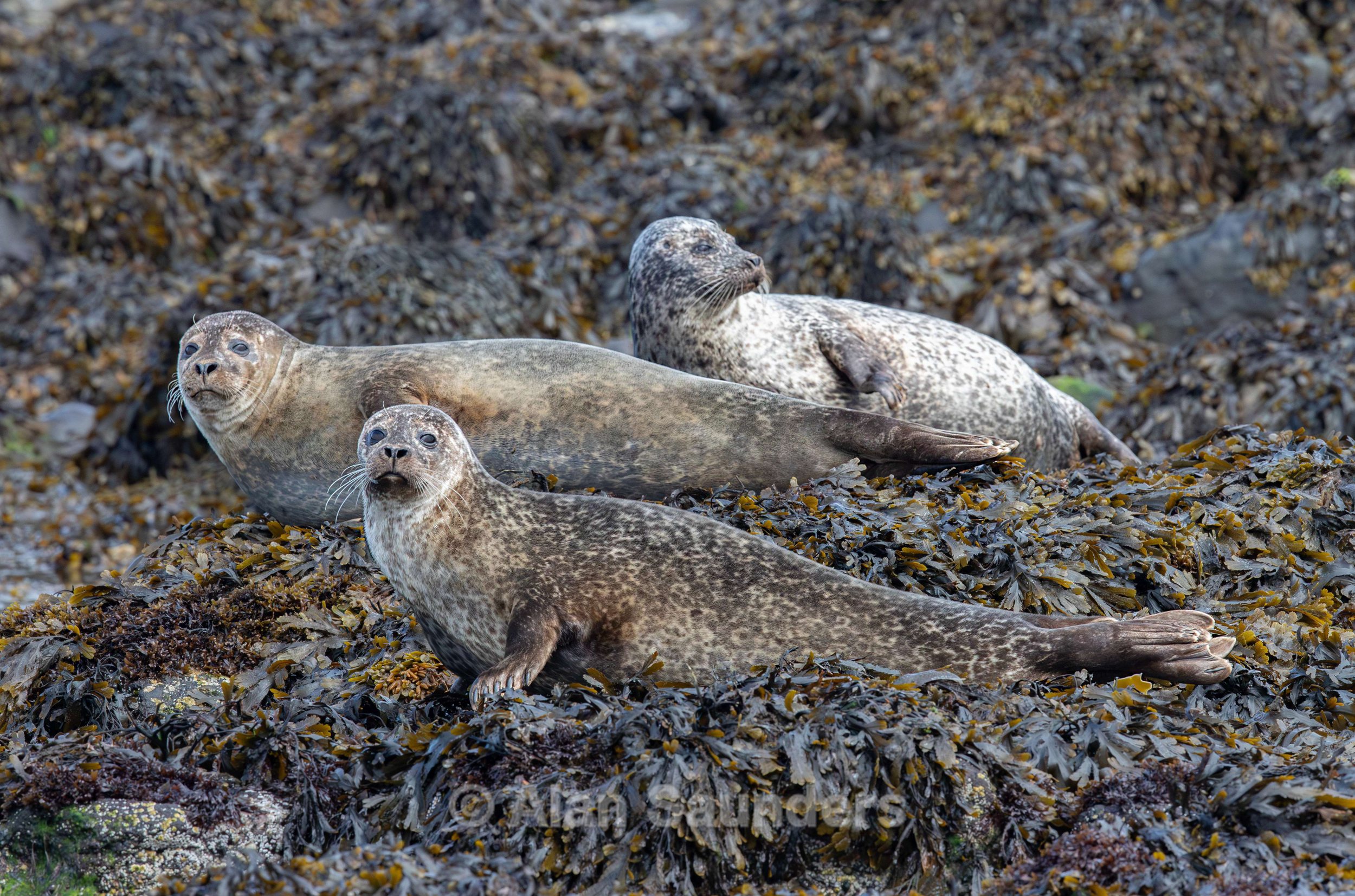 Common Seal 24
