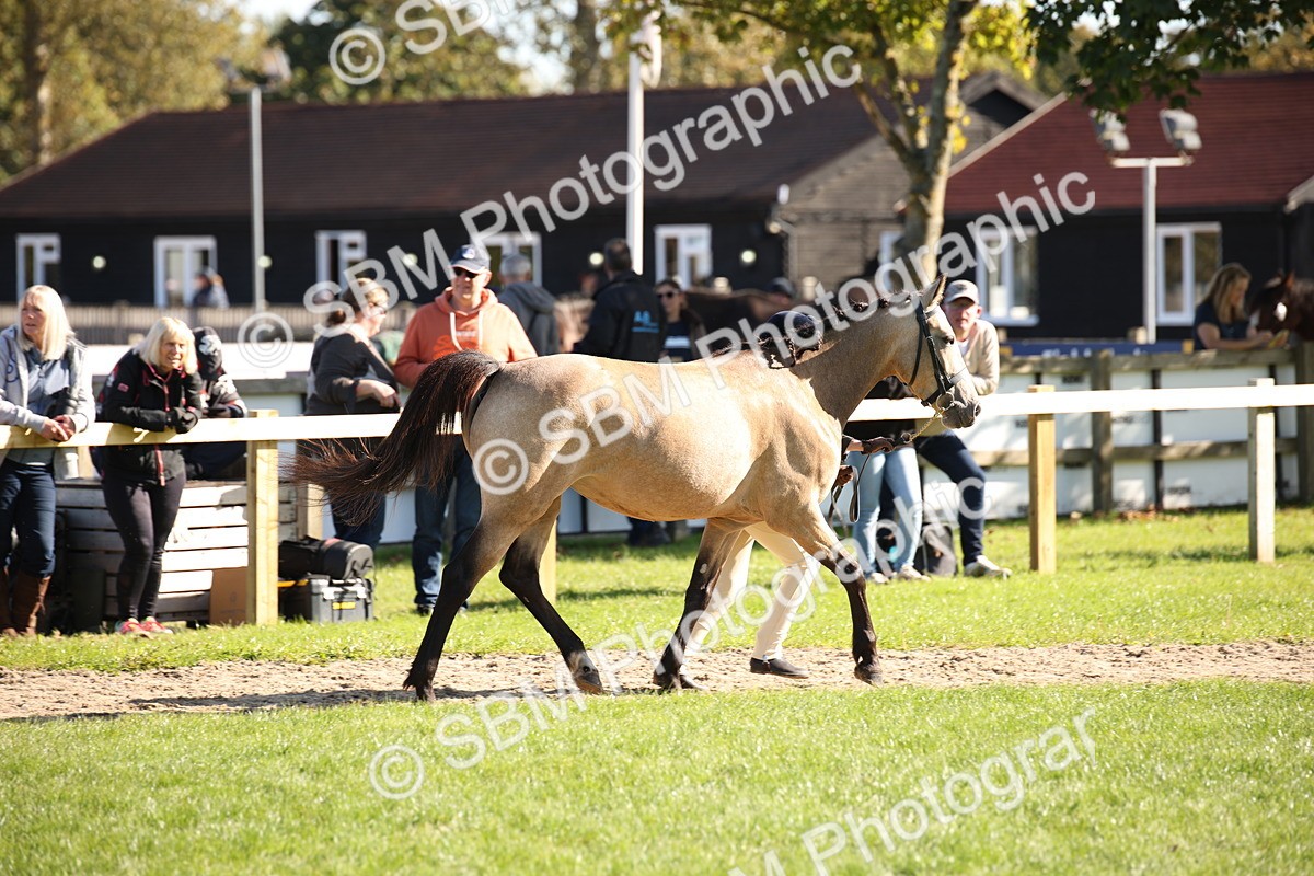 SBM_36581 - S10 - Best In Hand Horse & Pony