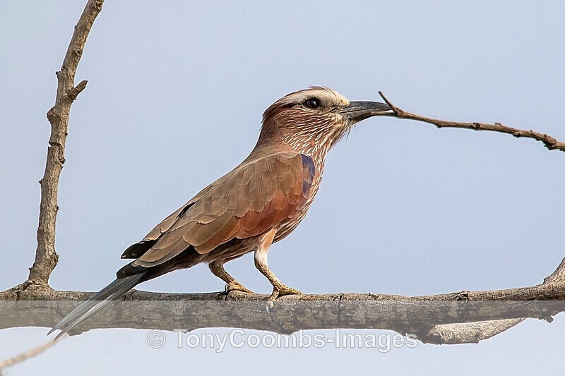 Purple Roller - The Gambia