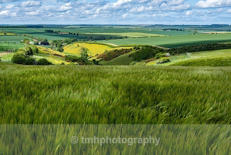 Barley Field. - Yorkshire Countryside
