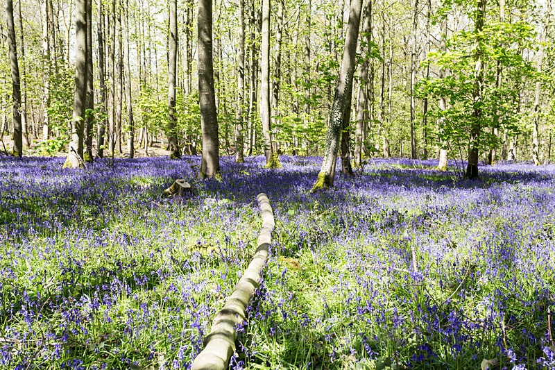 Blickling Bluebells