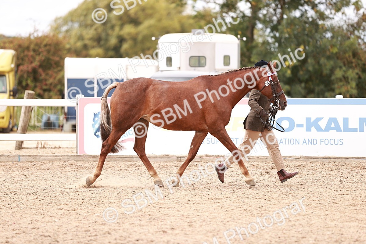 SBM_16283 - Class 413 - Best Condition - Adult