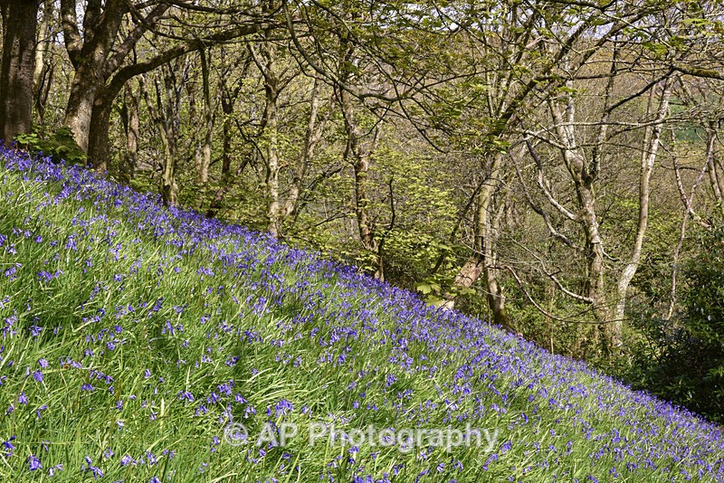 Bluebell_wood_ACP_3642 - Plants