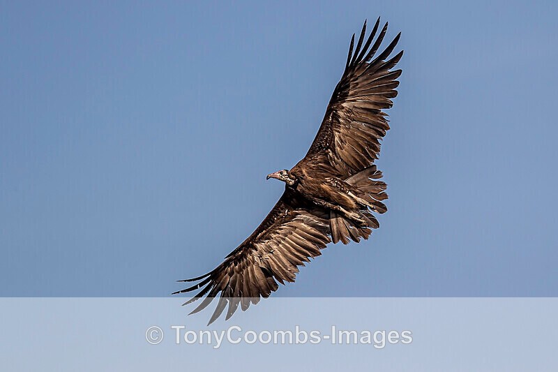 Hooded Vulture - The Gambia