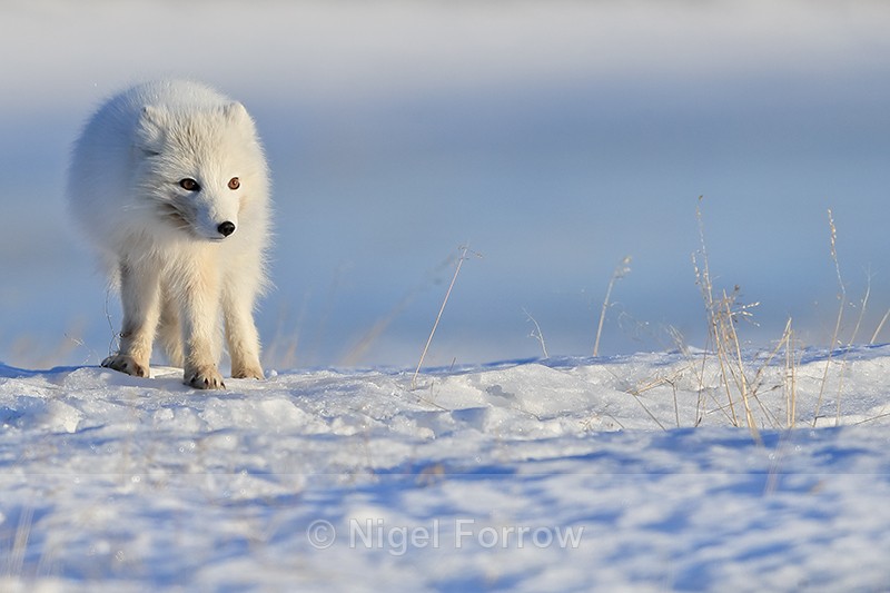 White Arctic Fox, late afternoon, Svalbard, Norway - Arctic Fox