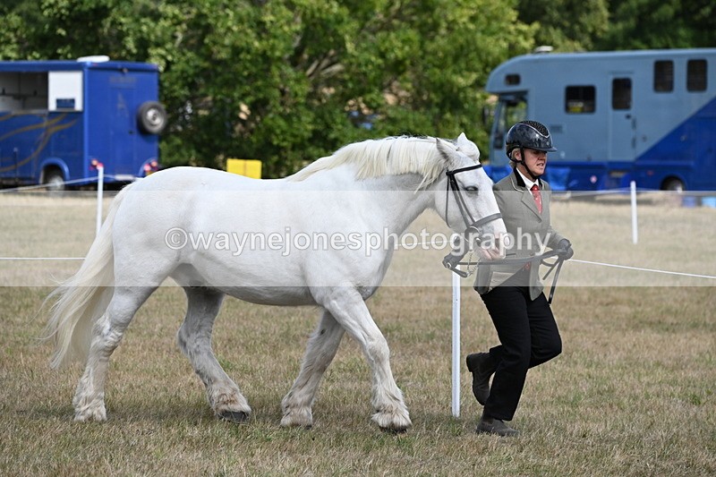 WJ6_6490 - Class 20 In-hand Cob