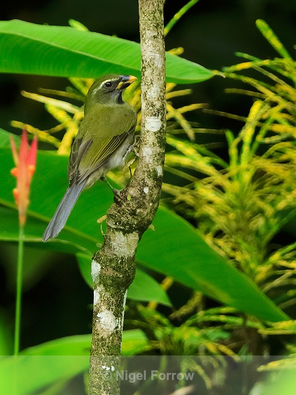 Lesser Antillean Saltator, St Lucia - Lesser Antillean Saltator