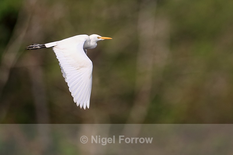 Cattle Egret in flight, Blue Cypress Lake, Florida - Cattle Egret