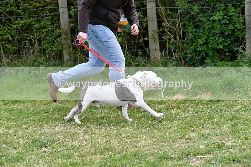 WJ5_9963 - Class 5 Best Veteran / 7 years & over