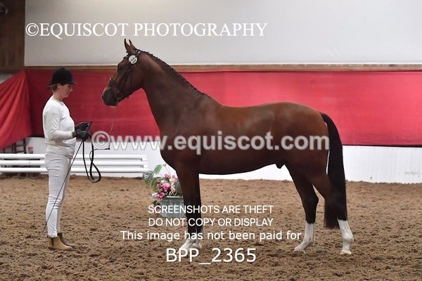 BPP_2365 - AFTERNOON 12.30 - 3.30PM