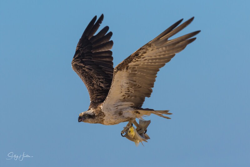 Osprey Fishing 8 - Osprey