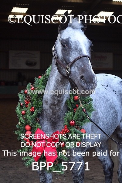 BPP_5771 - Marion West pony 2