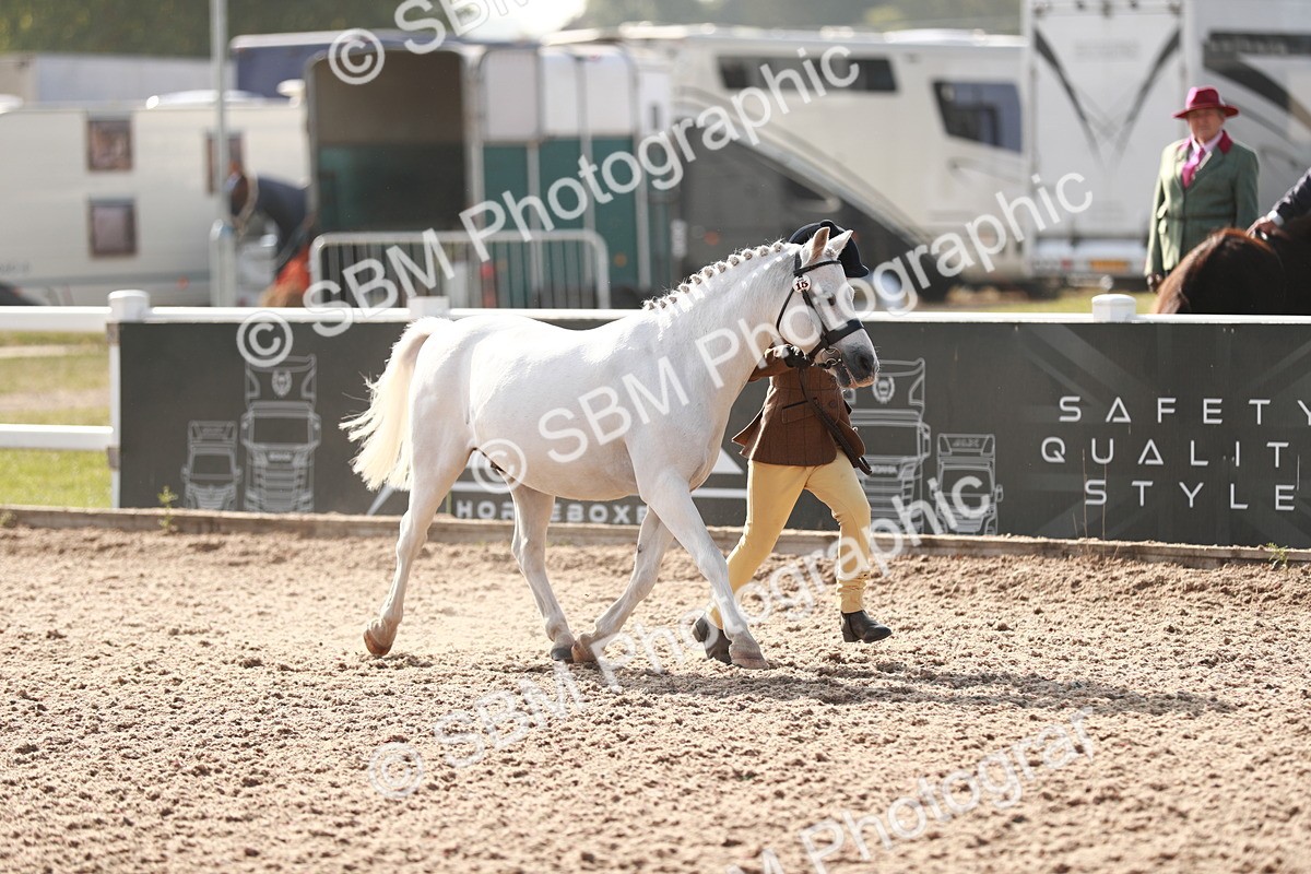 SBM_11055 - Class 205 IH Show Pony/ Show Hunter Pony