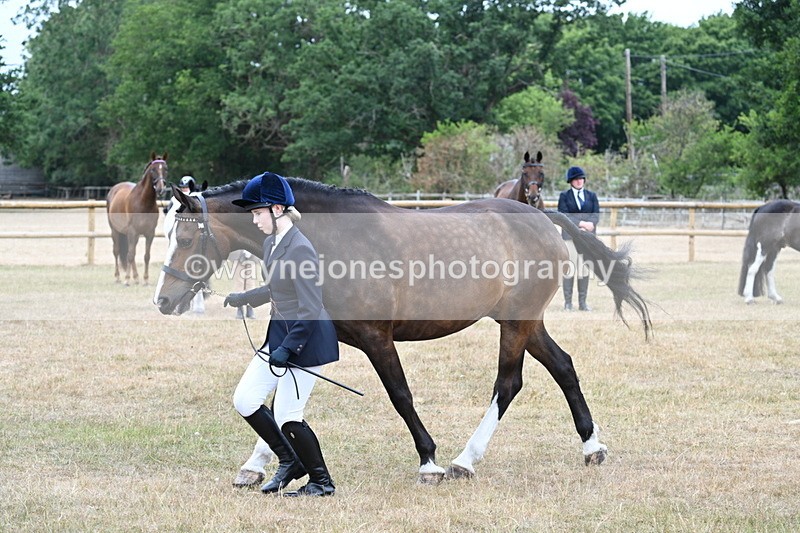WJ7_0097 - Class 5a Most Handsome Gelding (above 14.2hh)