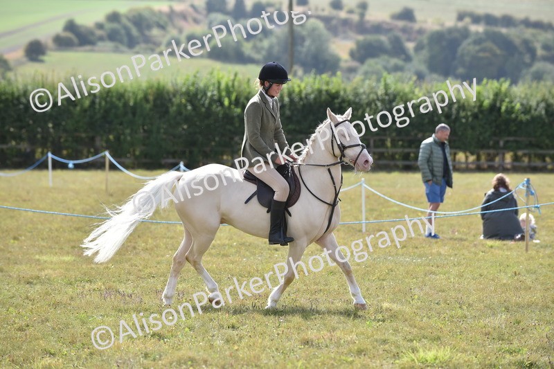 20250831-4090 - Class 13 - Working Hunter Horse or Pony