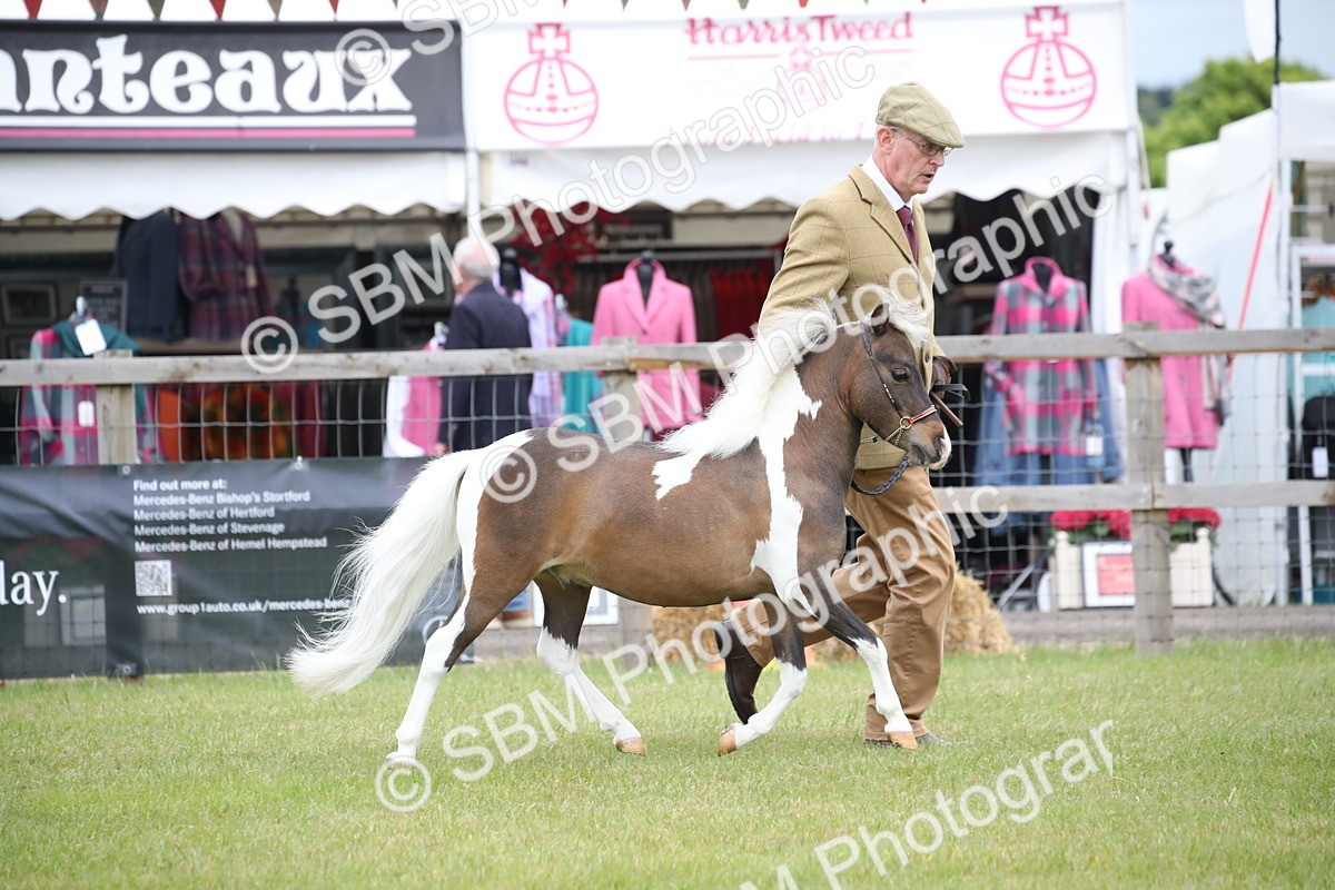 SBM_03918 - Class 23-25 - British Miniature Horse of the Year