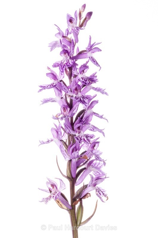  - WB: Orchids - Various