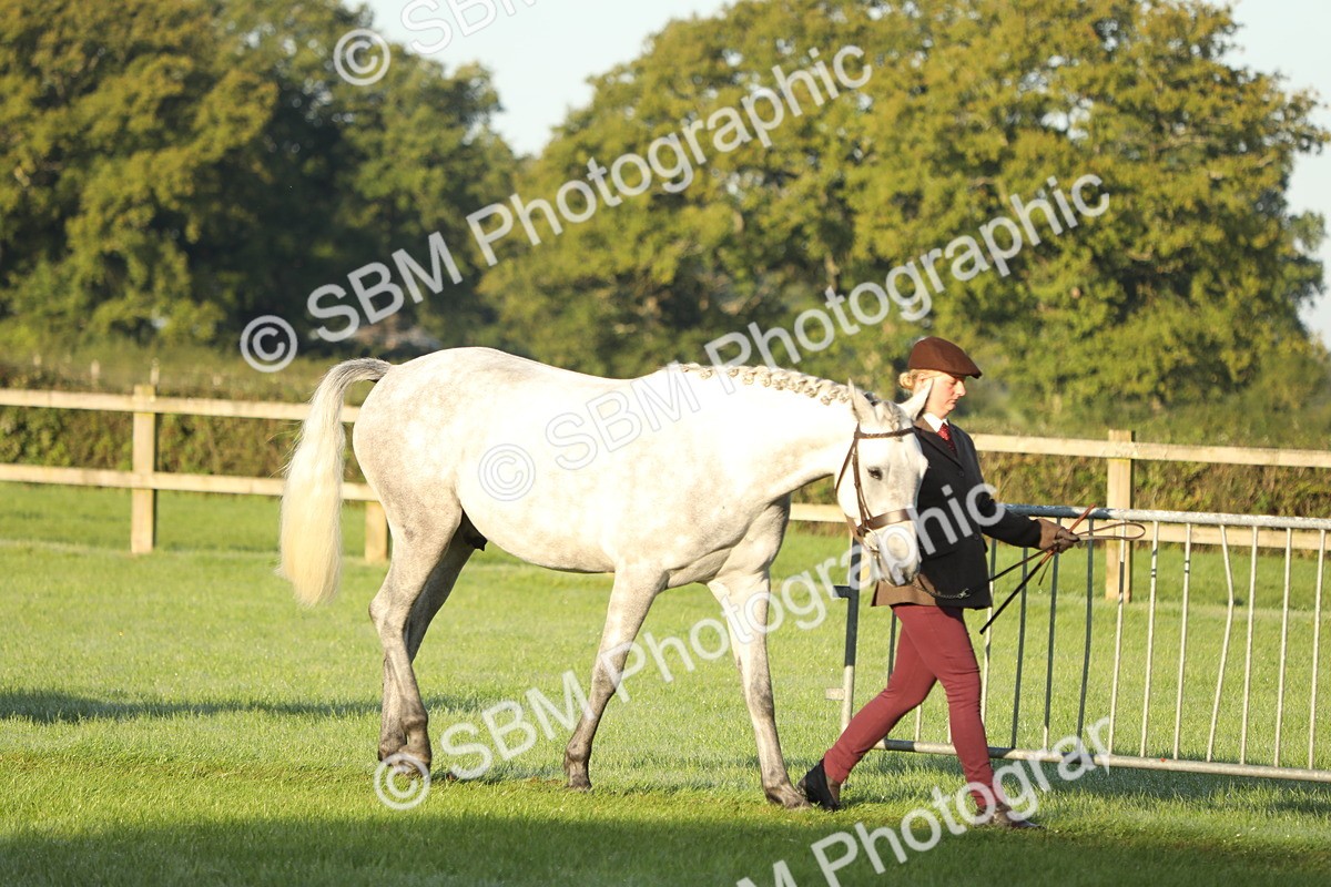 SBM_57900 - S42 - Youngstock