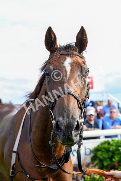 280723-Race 2-Quest For Fun-0248 - Race 2 5.30pm eventmasters.co.uk Handicap