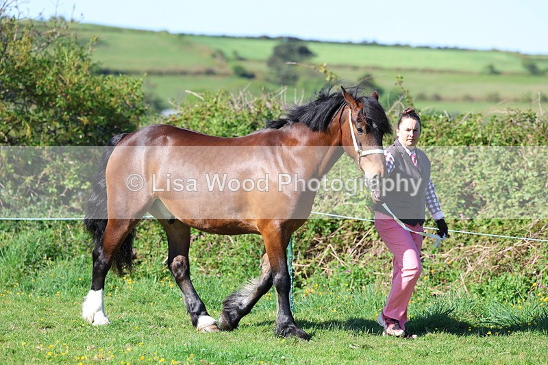 3E7A8504 - Class 13: M & M Large Breeds