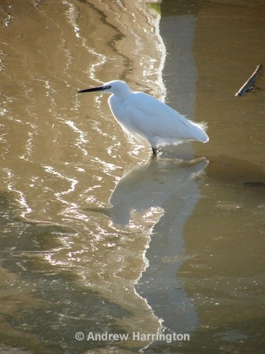 egret - Photos 2