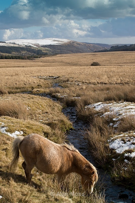 Wild Ponies - Bannau Brycheiniog - Wildlife