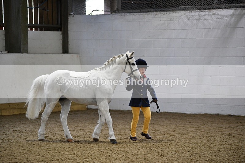 WJ5_4643 - Class 3 Part Bred In hand