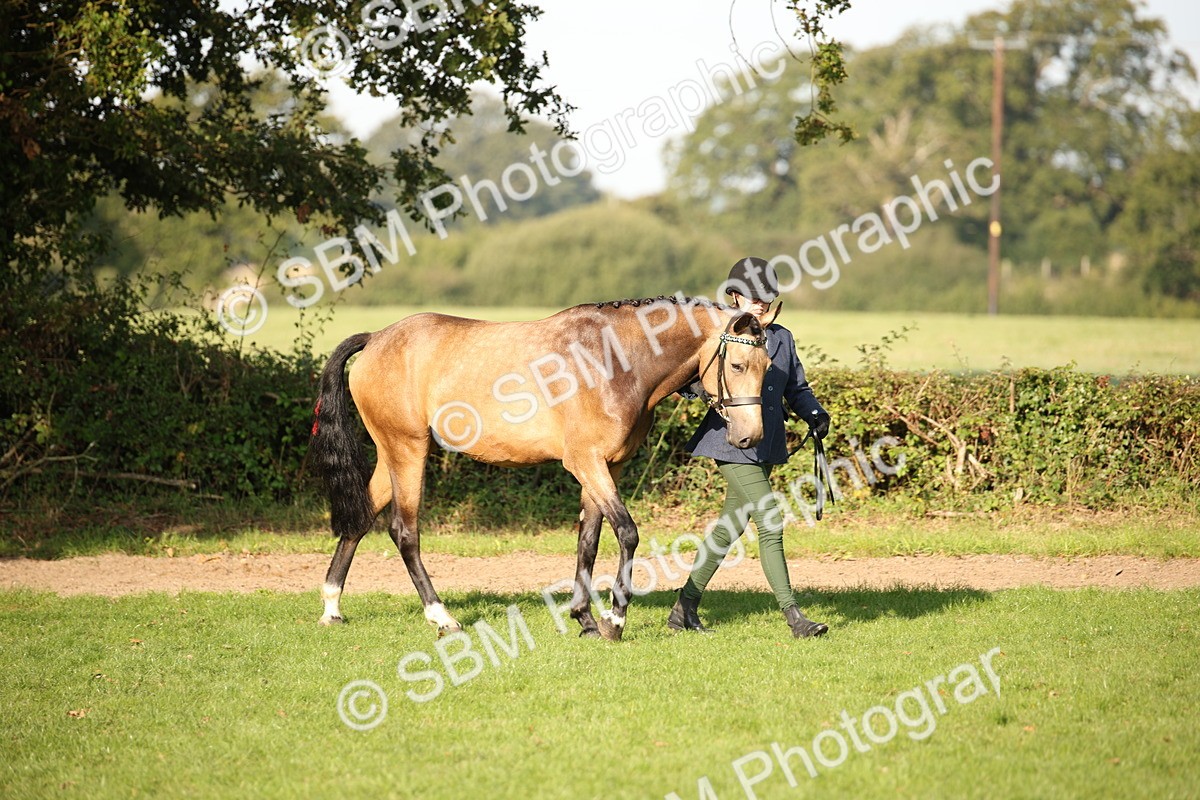 SBM_59326 - S52 - Other Coloured Horse In Hand