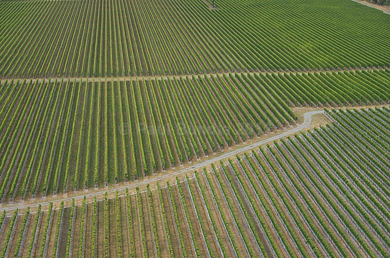 Marlborough vineyards - New Zealand South Island