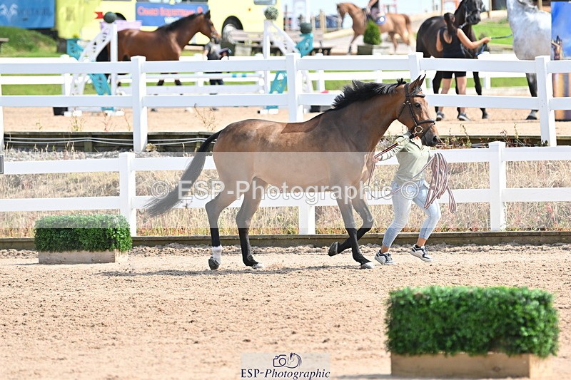 240717A-154926-03073 - Trot Up 3pm to 4pm
