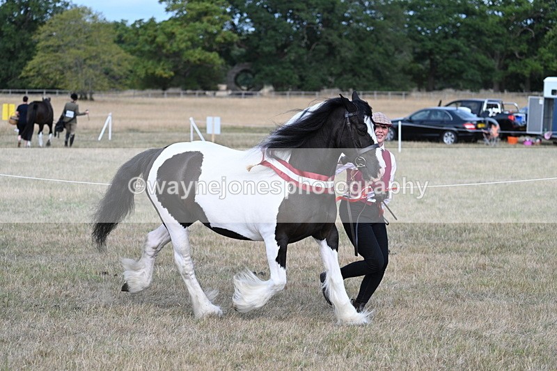 WJ7_8451 - In-hand Championship