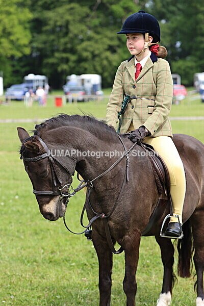 IMG_2733 - Working Hunter