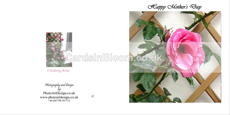 704 Climbing Rose - Mother's Day