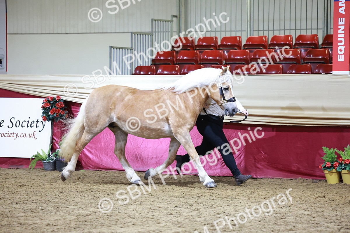 SBM_20670 - Class J - Foreign Breeds Champ
