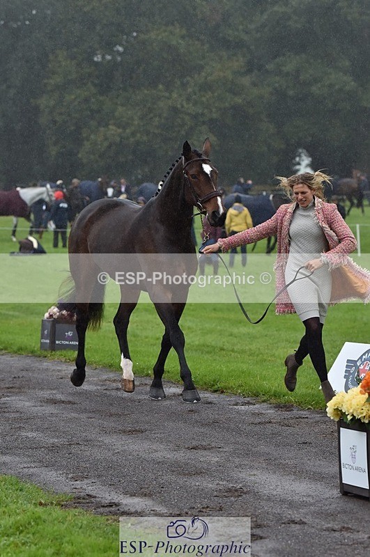 231018-120328-00050 - 057-OVERTON.TILANA'S.GOLD-Claire.Deuten-TrotUp