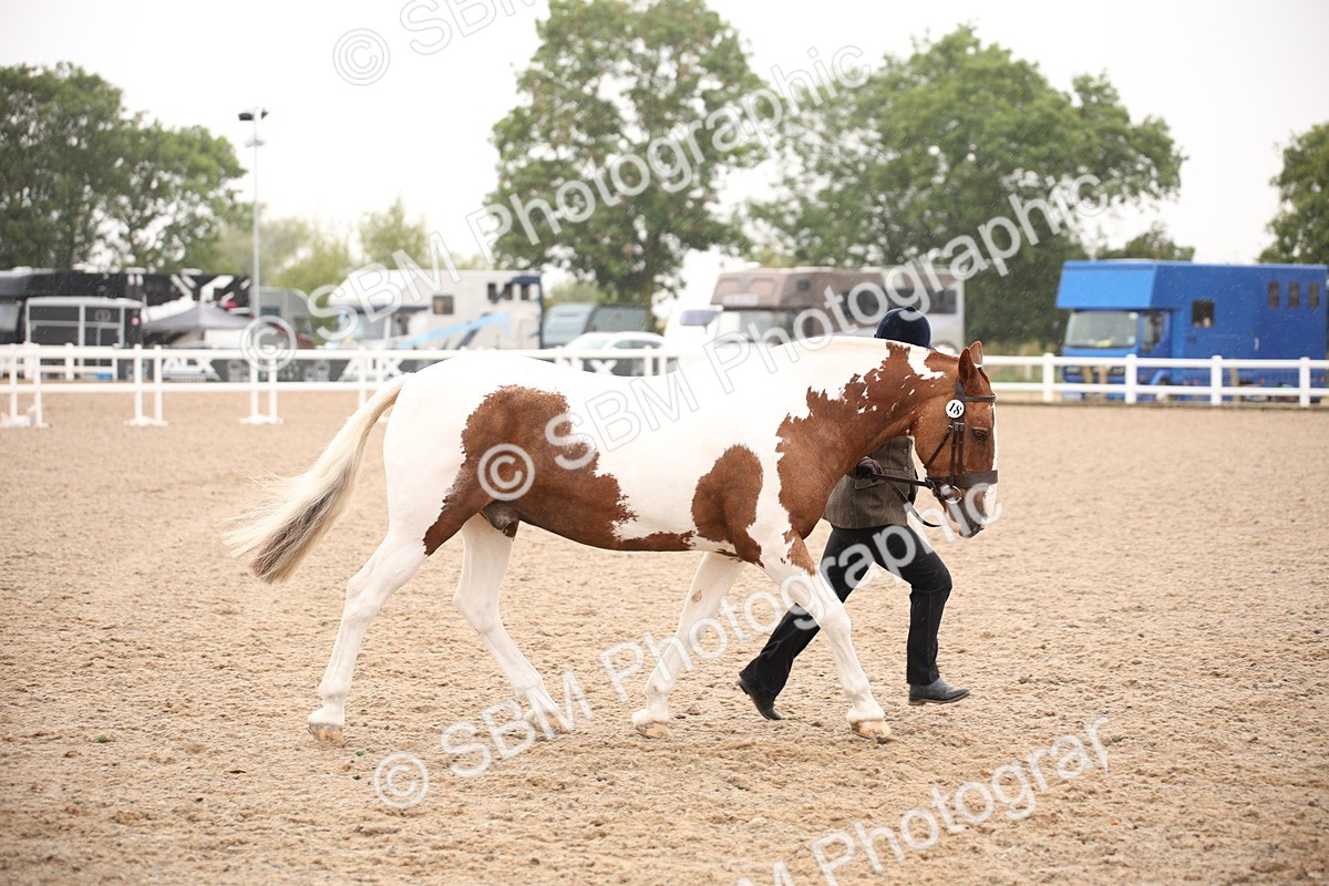 SBM_20127 - Class 702 - IH  Show Horse Pony
