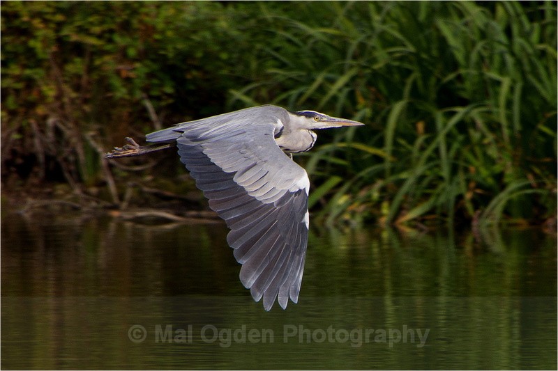Grey Heron - Flora & Fauna
