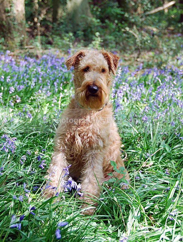  - Irish Terriers