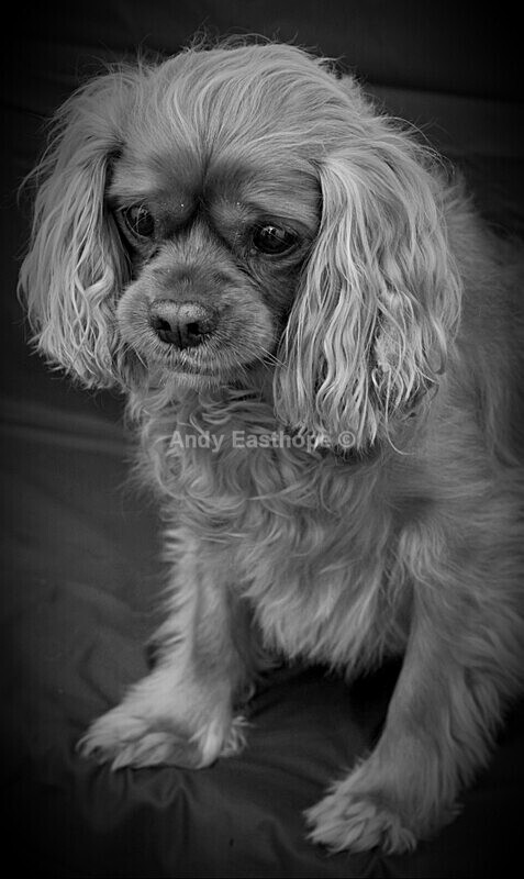 20220502_092450 1 - Tommy the King Charles