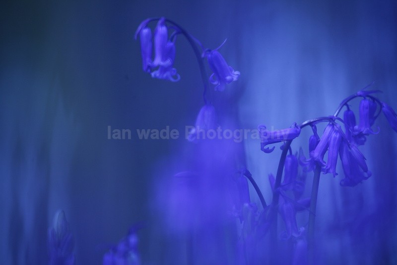  - Woodland scenes & flowers