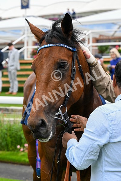 101025-Race 3-Mukhtalif-0273 - Race 3 William Hill Each Way Extra Handicap at York