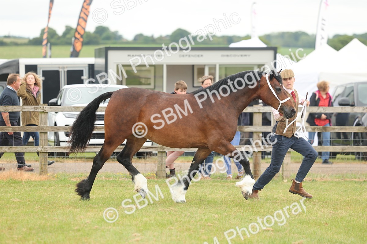 SBM_04812 - Class 50-57 - M&M Welsh Pony In Hand