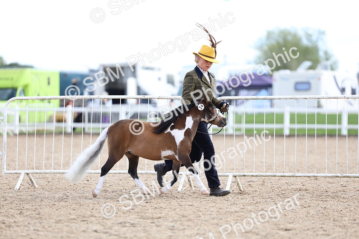 SBM_18740 - Class 317 - IH Pure Bred Horse-Pony