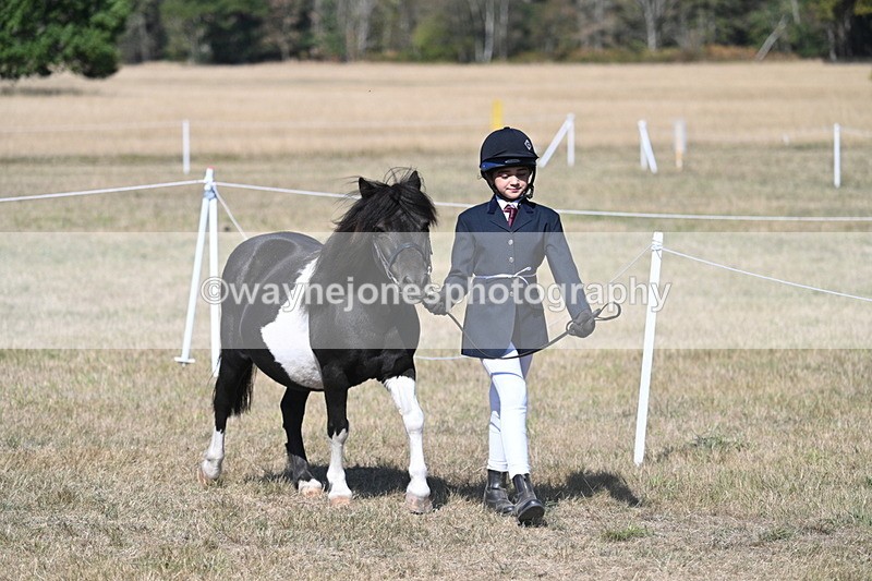 WJ7_1474 - Class 42 Most Handsome Gelding