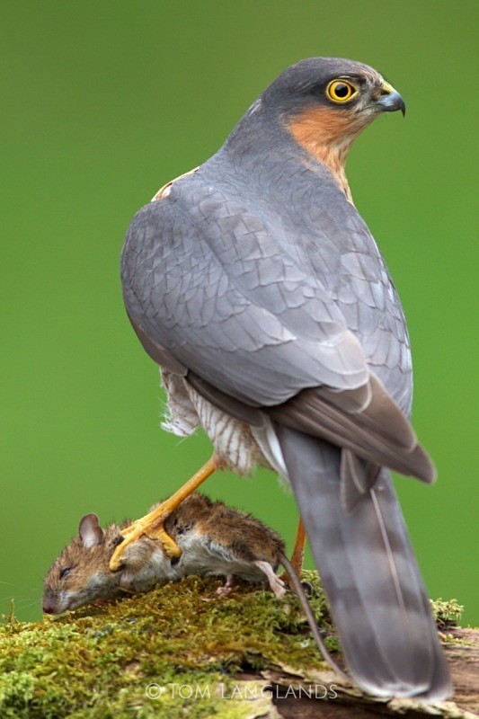 Sparrowhawk - Birds of Prey