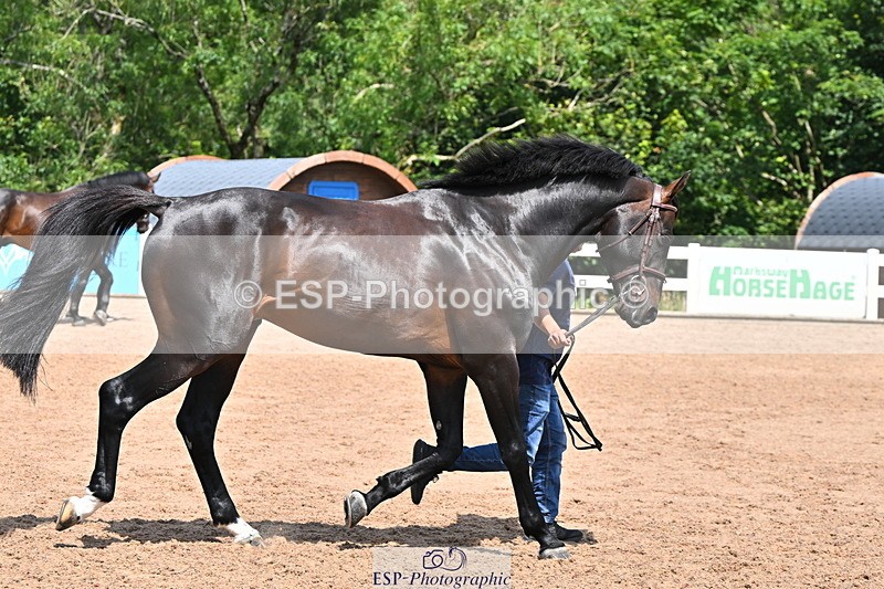 240718A-105301-01444 - Trot Up 12pm to 1pm