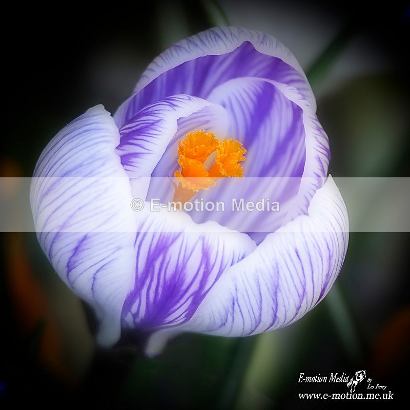 250320 -0026a copya - Nature